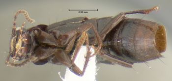 Media type: image;   Entomology 32393 Aspect: habitus ventral view